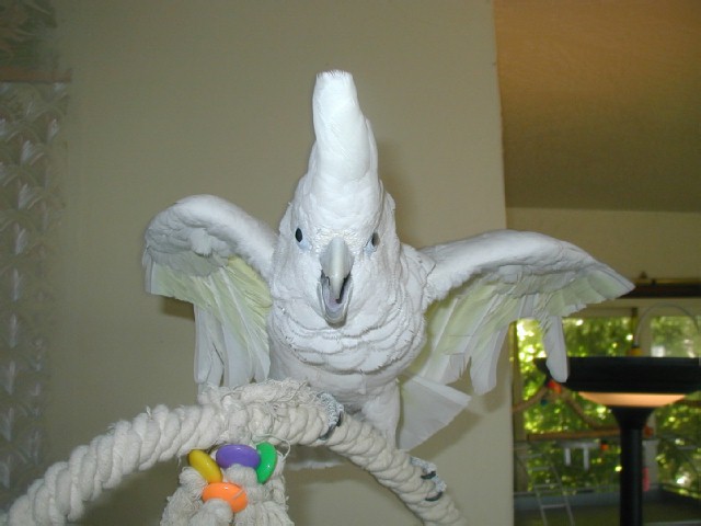 Ducorps Cockatoo